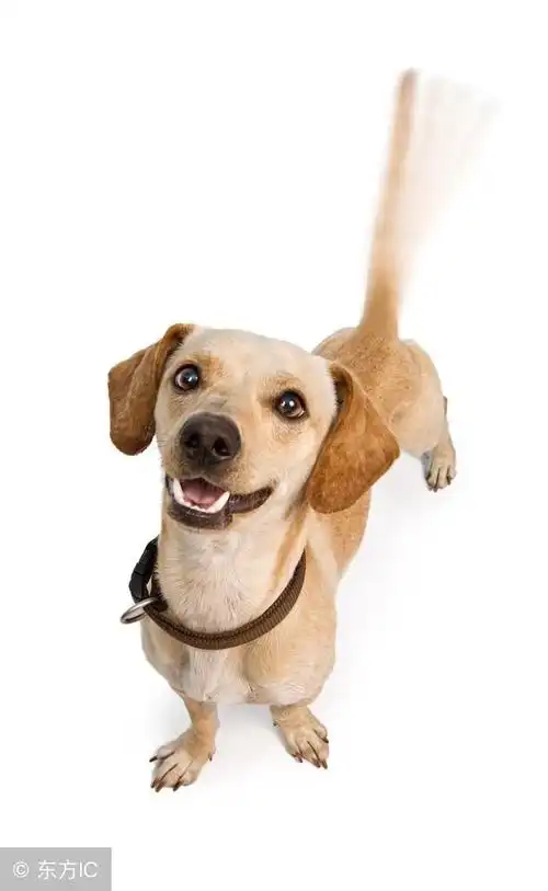 狗狗摇尾巴代表什么成语,狗的吉祥四字成语.-艾拉狗狗乐园