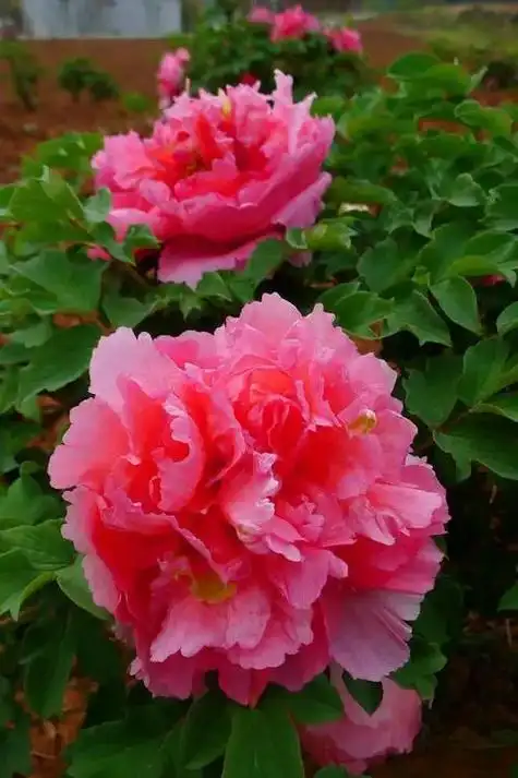 牡丹花开富贵颜,霓裳翩翩舞春天,姹紫嫣红真国色,雍容华贵艳 - 抖音