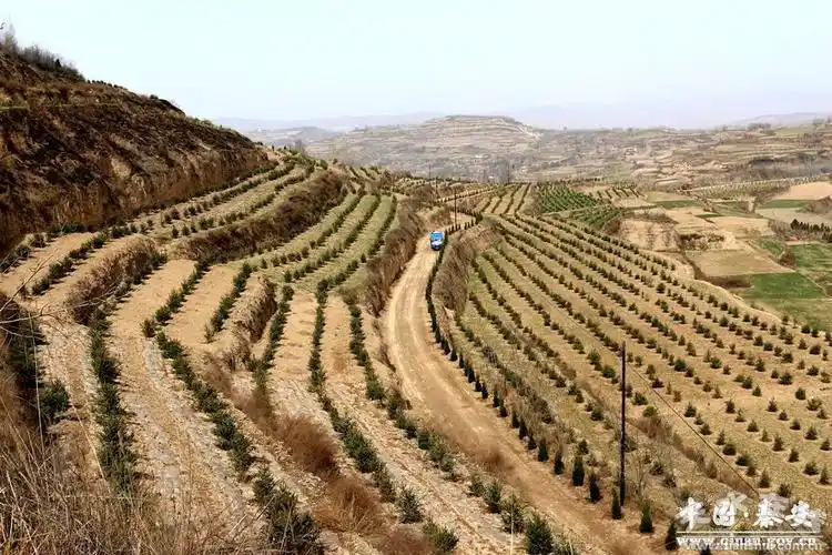 在整地和苗木栽植过程中,由林业技术人员现场指导