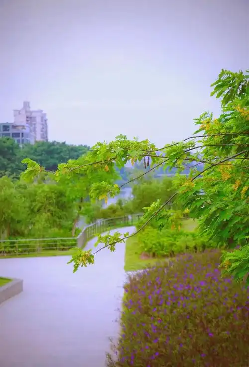 罗定秋季探访:粉色异木棉与江滨公园的魅力
