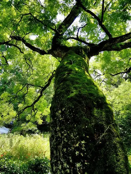 枫香树影摄于徽州昌溪古村
