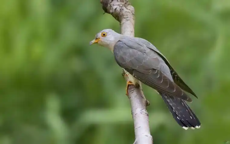 杜鹃鸟的介绍和图片大全