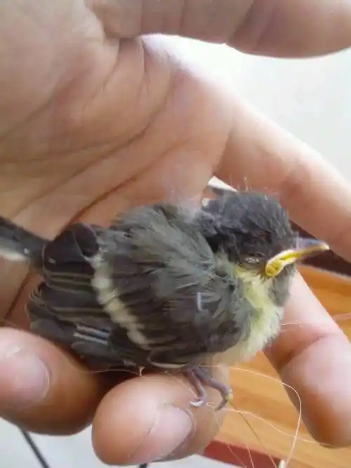 哪位朋友帮我认一下八哥幼鸟,谢谢!