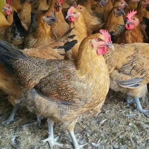 快大青脚麻鸡苗大种麻鸡苗大红公鸡10—12斤做好疫苗