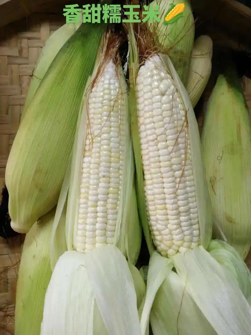 老家的白糯玉米,又甜又嫩又糯家乡的味道#优质农产品#糯玉米# - 抖音