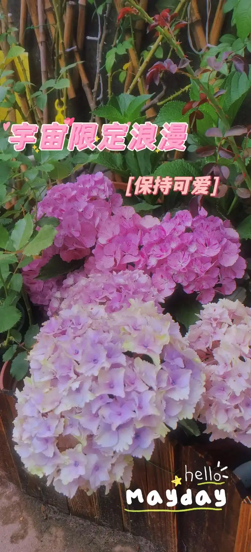 夏天绣球季,魔幻海洋真的好美啊,鲜溅的条纹很有特色,两者直立 - 抖音