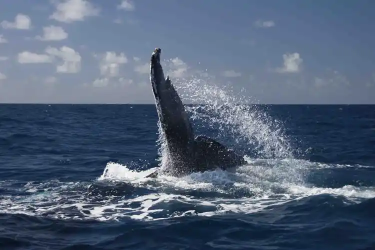 humpback whales putting on a show in the silver bank!