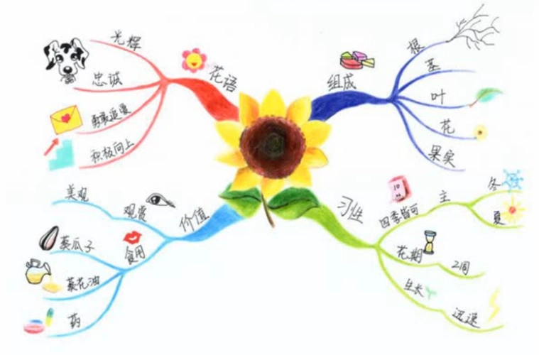 文魁派庄晓娟思维导图武林计划no14临摹向慧老师作品向日葵
