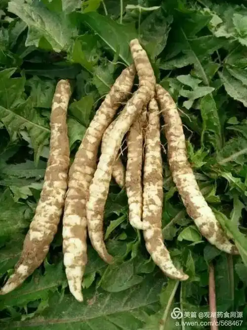 沛野3号虫草参一一天赐佳珍,地孕补品,原生态健康食材.