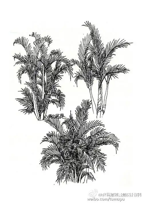 手绘线稿丨植物