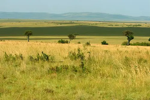 非洲的草原风光