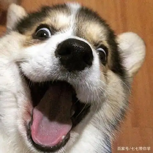 搞怪,可爱的微信,qq头像,情头,赶紧存起来吧!