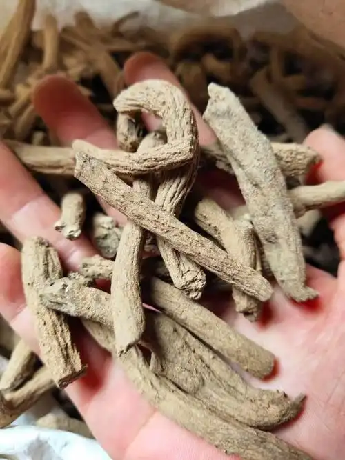 紫金龙功效:止血,清热消炎,麻醉镇痛.治高压,外伤,跌打损伤,骨折.