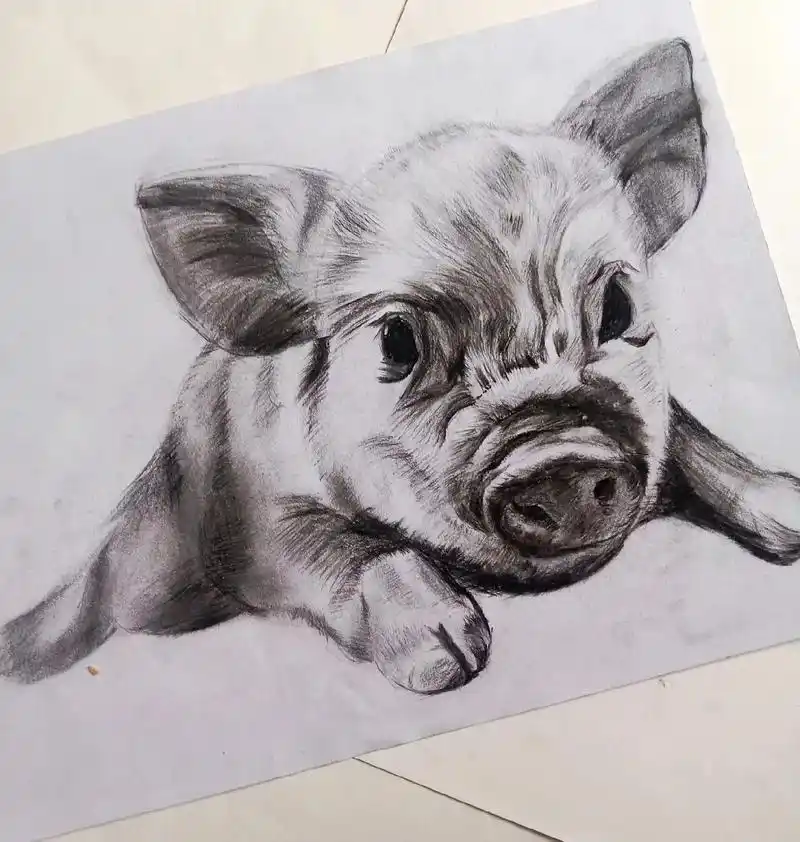 猪的素描画.猪的素描画#过程图 #教你画猪 #素描动物 95 - 抖音