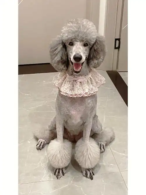 巨贵奶茶喜提贵妇造型我后悔死了