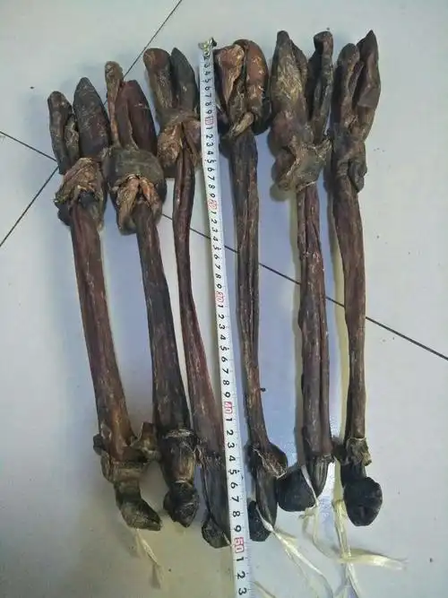 风干驴鞭泡酒的功效