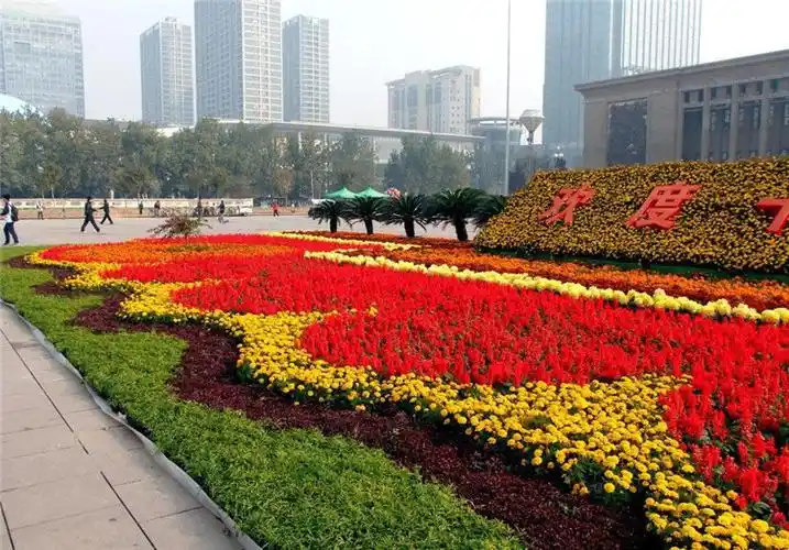 五一组摆草花批发时令草花价格节假日花卉组摆