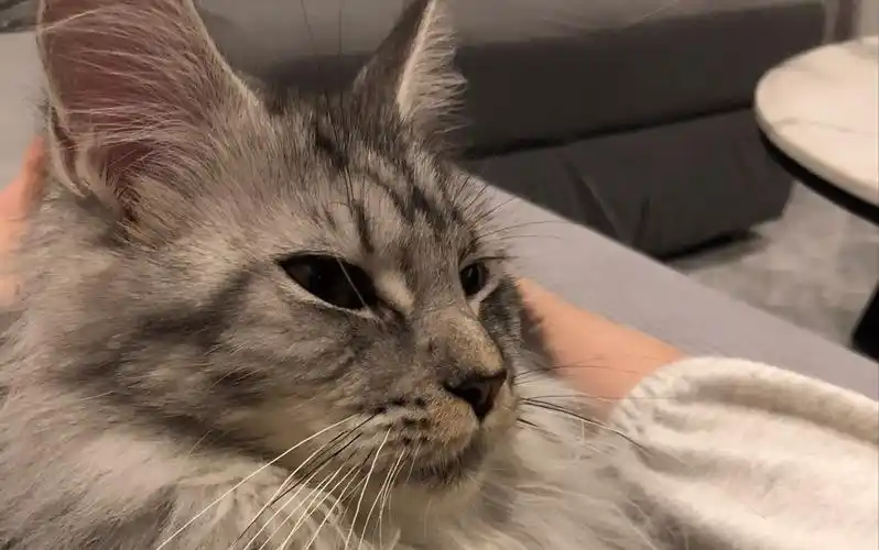 缅因猫有多高冷