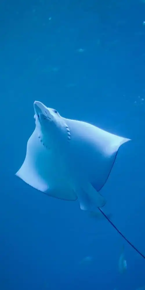 手机壁纸高清动物图片,可爱动物壁纸手机壁纸