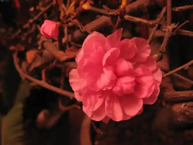 【微距拍的花朵】-佳能 g7-数码摄影论坛-zol中关村在线