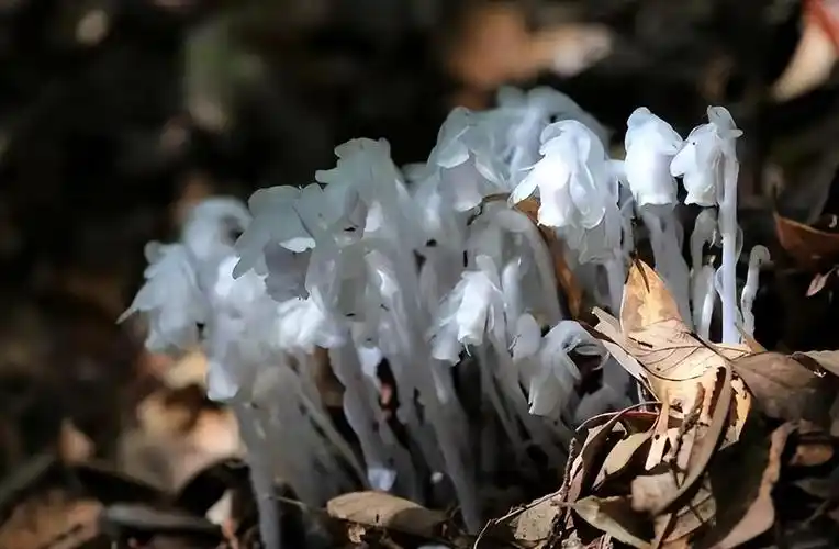 水晶兰的生长习性和分布情况