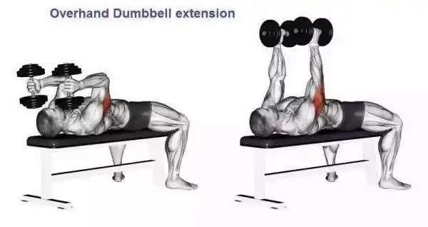 三头肌:二头肌:主要锻炼动作有(每个动作根据自己能力定初始重量,后续