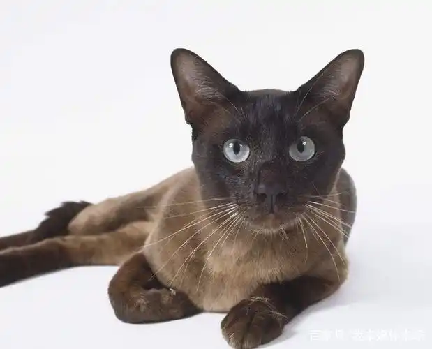 东奇尼猫,你会喜欢吗?