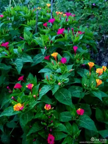 傍晚开花的紫茉莉