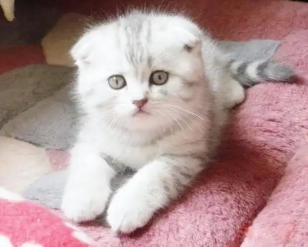 折耳猫为什么不能养 不建议养"折耳猫",你会后悔的 | 说明书网