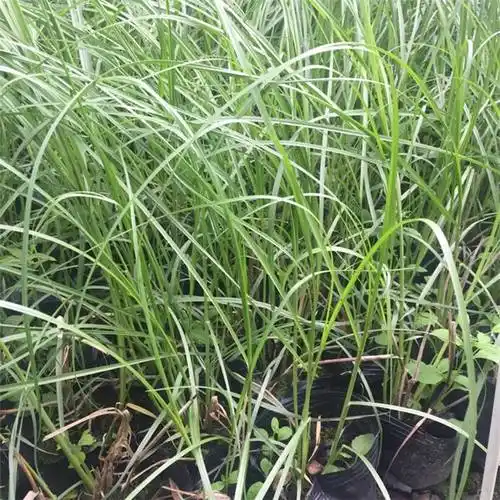 苗圃供应白美人狼尾草盆栽地栽苗 园林生态绿化草