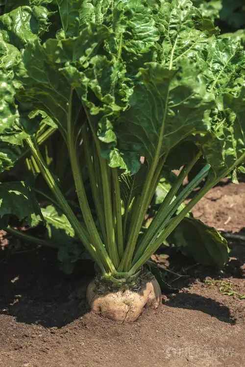 糖用甜菜在地上