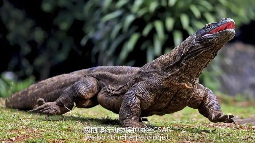 爬行动物——谁将是下一个"大熊猫"?