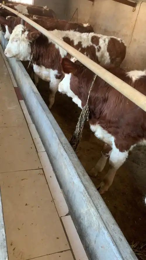 紫红花净脸小母牛