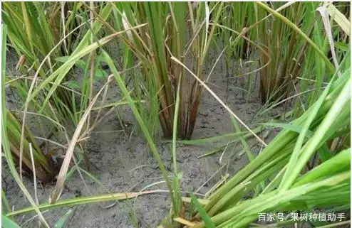 防治水稻稻瘿蚊,把好秧田,移栽,本田三关,保证水稻优产高产