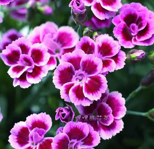 0604生日花石竹花的花语～真情,天真.你以为人.