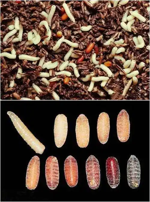 冬季家里出现苍蝇的有效防治方法_网易订阅