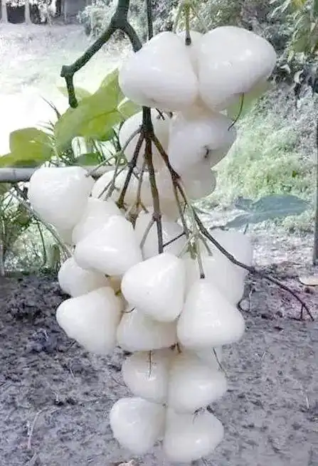 南方新水果的璀璨:白色莲雾的独特魅力