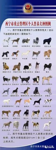 注意西宁禁养这40种犬狗狗外出不拴链乱跑会被收容