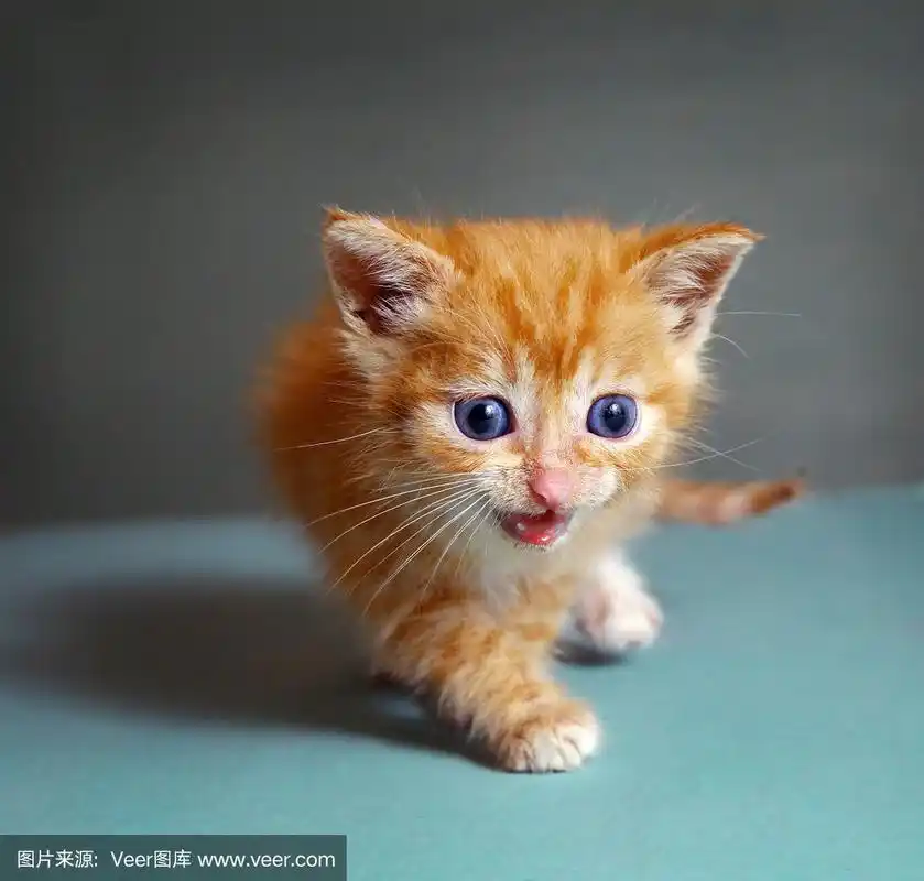 红毛一个月大的小猫