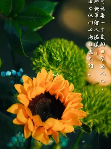 所以向日葵寓意着一直跟随自己心目中的那颗太阳而动