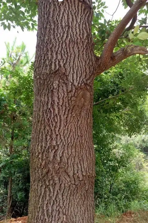 这棵大树叫什么,4张图,有树干和叶子,谢谢指点!