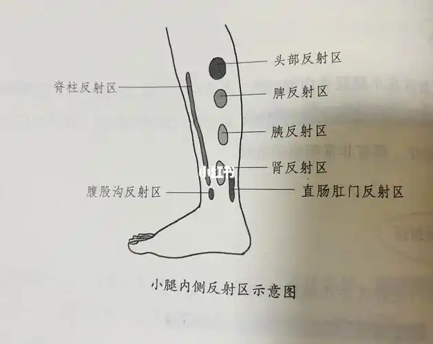 02小腿内侧,从上到下依次是头,脾,胰,直肠肛门,腹股沟,脊柱反射区.
