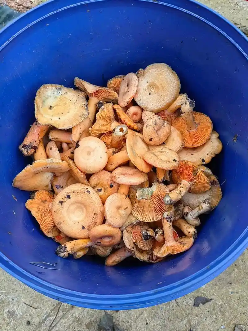 原生态原滋味 ,野生菌 ,人间美味, 想吃的请速度下单