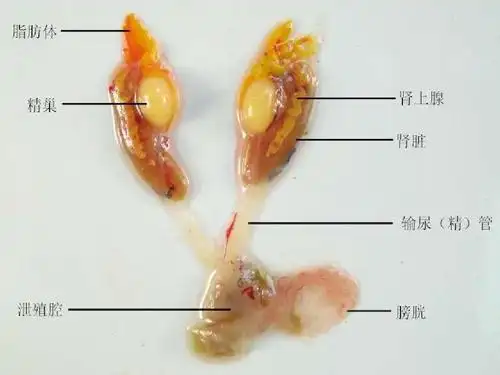 实验七 青蛙的外形及内部解剖ppt