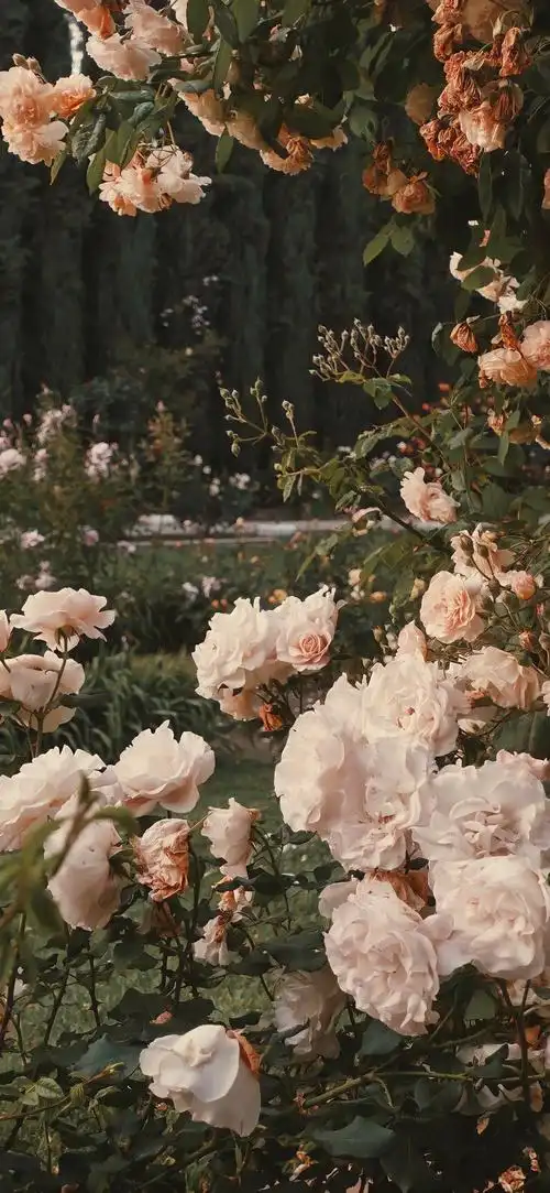 有哪些好看的iphone实况壁纸呀? - 知乎