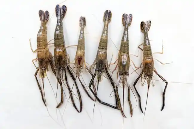 鲜活大河虾图片