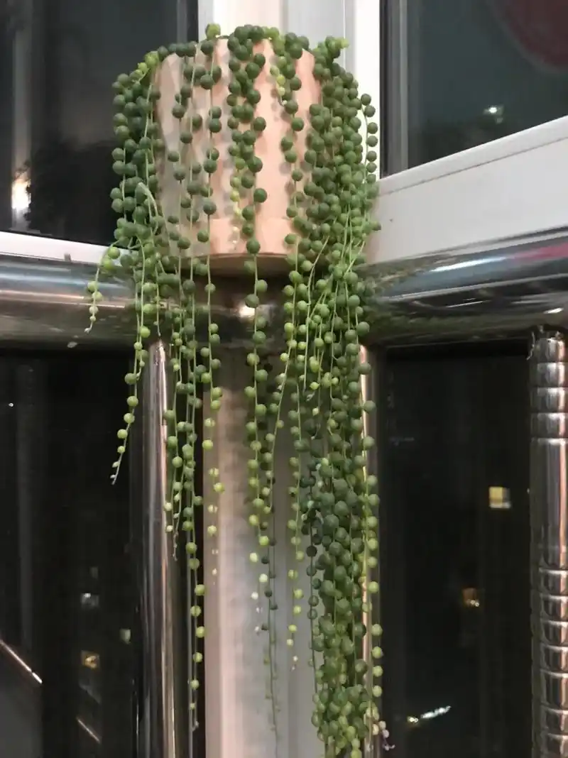 我的珍珠吊兰开花了98!以为它就是一串串绿油油的珠 - 抖音
