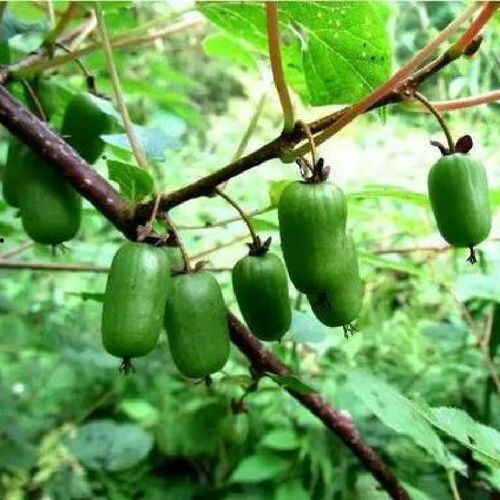 东北纯野野生猕猴桃新鲜晒干500克藤梨根狗枣根雄洋其他药食同源食品