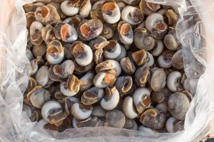 丹东海鲜批发冷冻香螺玉螺肚脐螺12冰衣规格齐全厂家直销