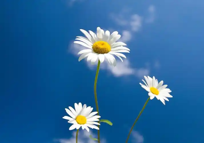 晴天蓝天花朵太阳花白花小花野花